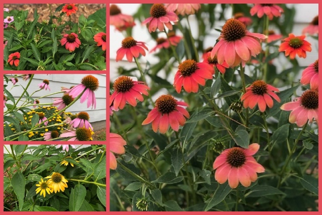 Coneflowers at Frenchie Stamps. 